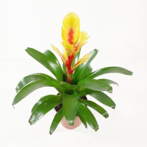 Tuuttiananas keltainen p12