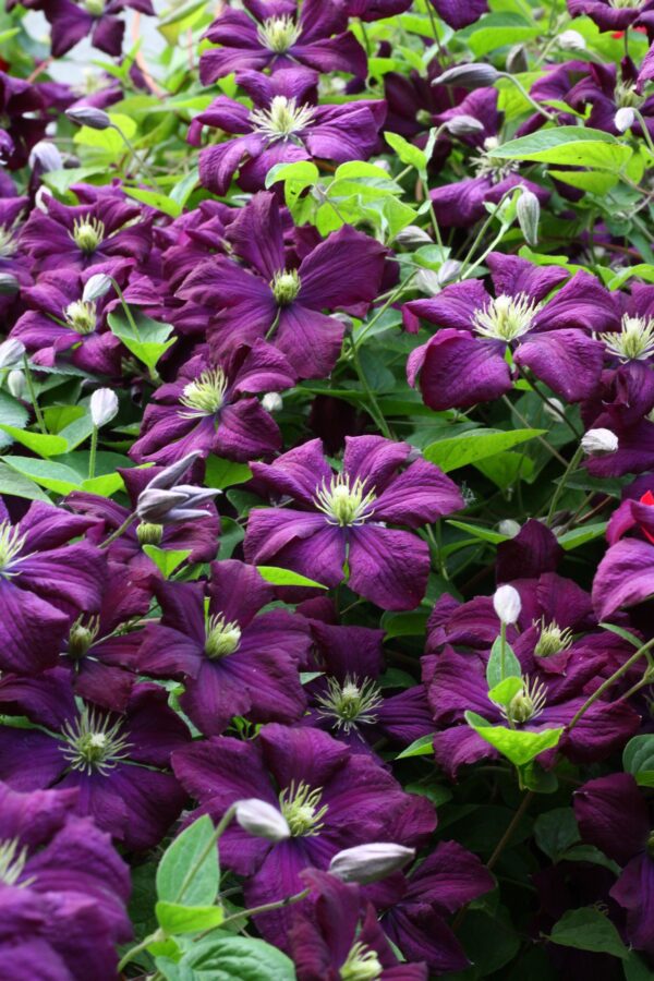 Tarhaviinikärhö 'Etoile Violette'; At,2L,Ul