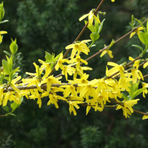 Pikkuonnenpensas 'Maluch';30-40,At,Ul