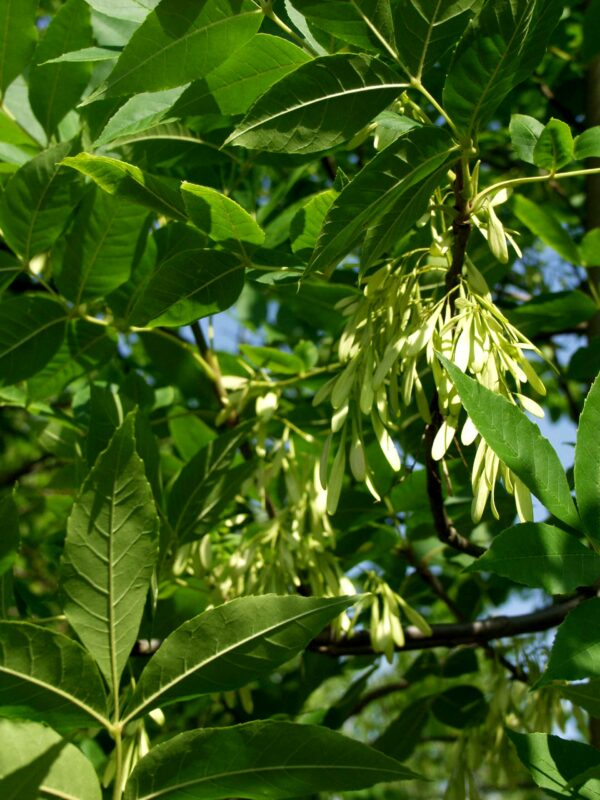 Punasaarni; 6-8,At