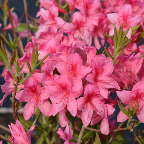 Revontuliatsalea 'Rosy Lights'; 30-40,At,3L,Ul