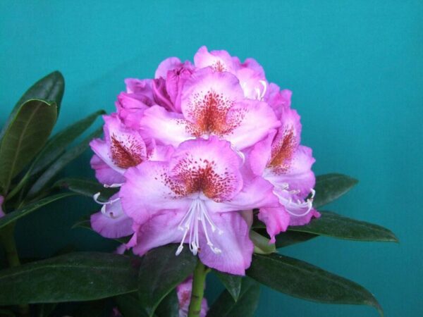 Alppiruusu 'Royal Violet'; 30-40,At,Ul