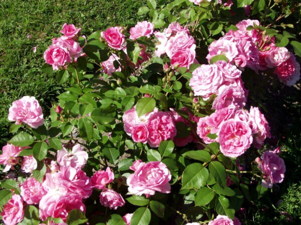 Ruusu 'Morden Centennial'; At, Ul