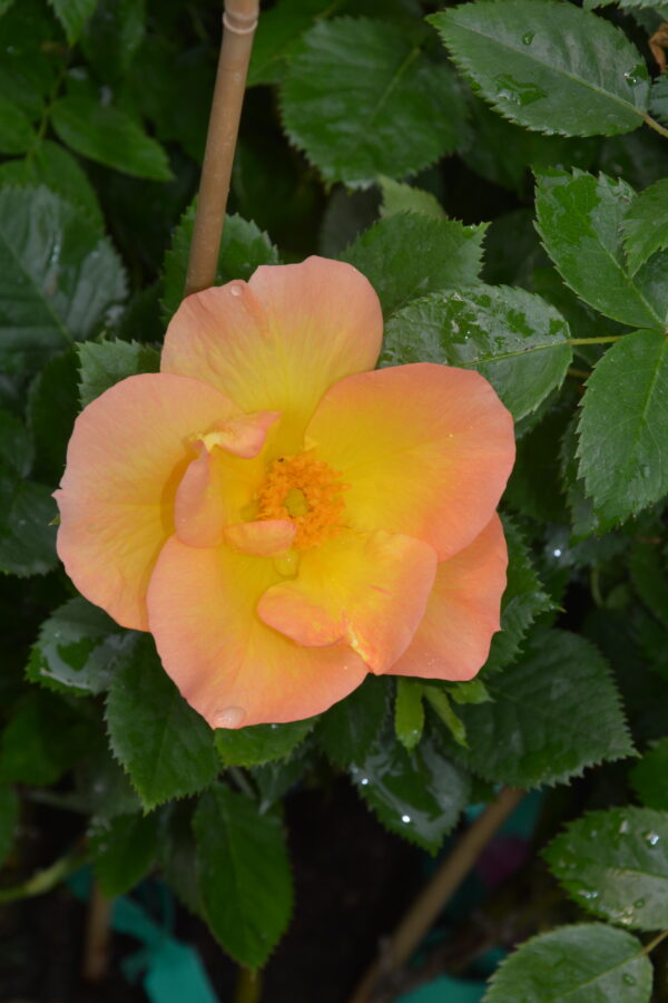 Ruusu 'Morden Sunrise'; At,2L,Ul
