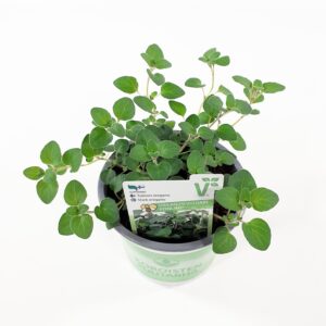 Mäkimeirami 'Hot & Spicy' p12
