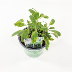 Ryytisalvia 'Iceterina' p12