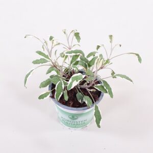 Ryytisalvia 'Tricolor' p12