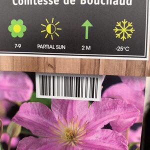 Loistokärhö Comtesse de Bouchaud At 2L Ul