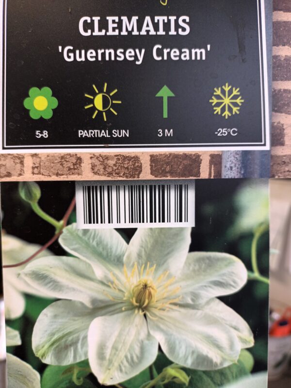 Loistokärhö 'Guernsey Cream'