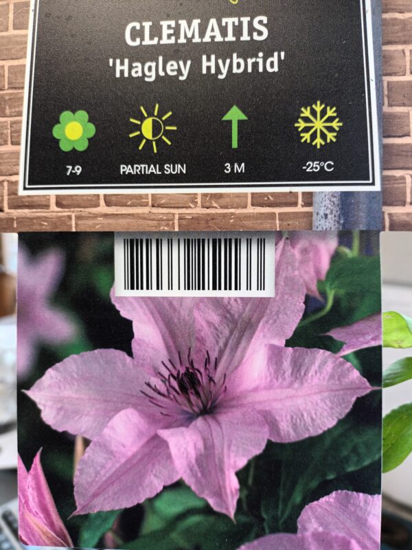 Loistokärhö 'Hagley Hybrid'; At,2L,Ul