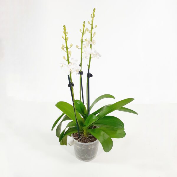 Phalaenopsis pulcherrima 'Alba'