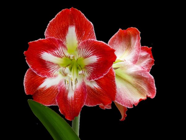 Amaryllis 'Minerva' 32/34 1 kpl