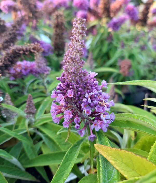 Syyssyrikkä 'Butterfly Candy® Little Lila'; At,2L