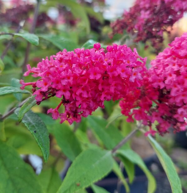 Syyssyrikkä 'Butterfly Candy® Little Ruby' At, 3L