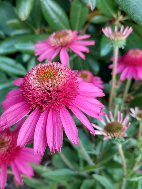 Kaunopunahattu 'Delicious Candy'; 17 cm