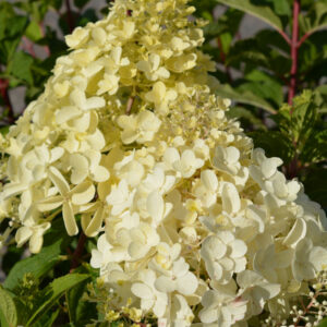 Syyshortensia 'Silver Dollar'; At,3L