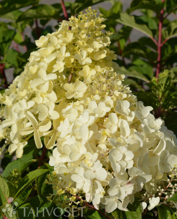 Syyshortensia 'Silver Dollar'; At,3L