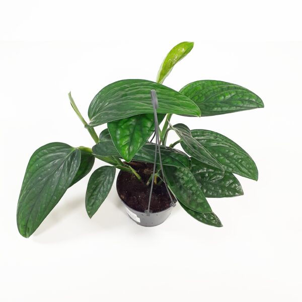 Monstera karstenianum (sp.peru) ampelissa p12