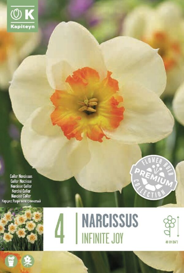 Narsissi 'Infinite Joy' 4 kpl