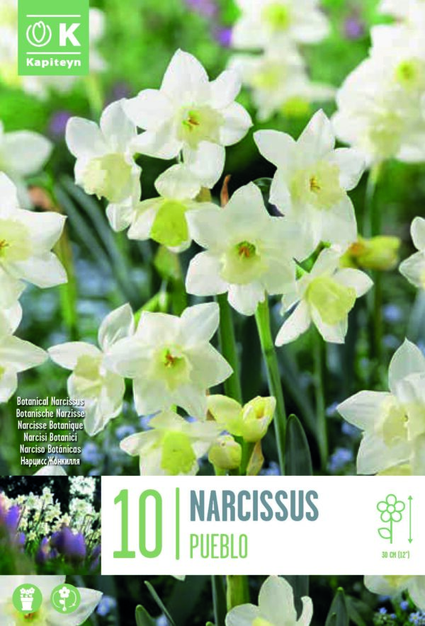 Narsissi 'Pueblo' 10 kpl