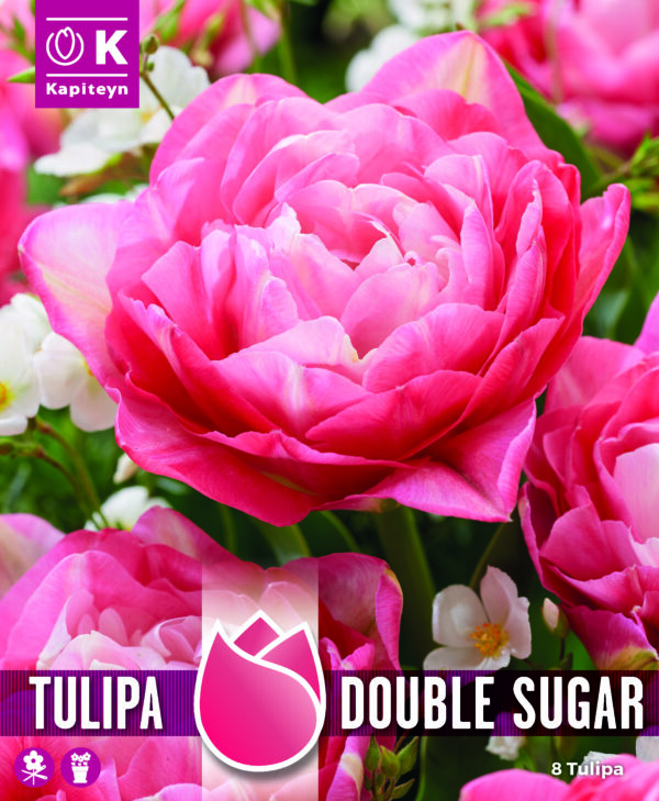 Tulppaani 'Double Sugar' 8 kpl