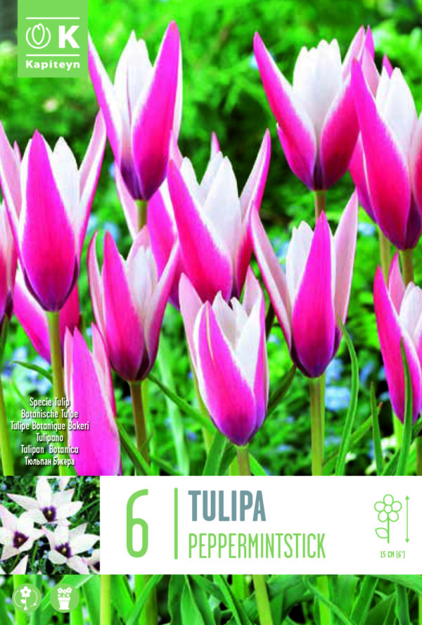 Tulppaani 'Peppermintstick' 6 kpl