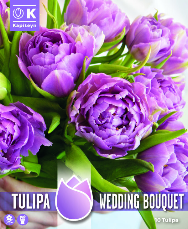 Tulppaani 'Wedding Bouquet' 10 kpl