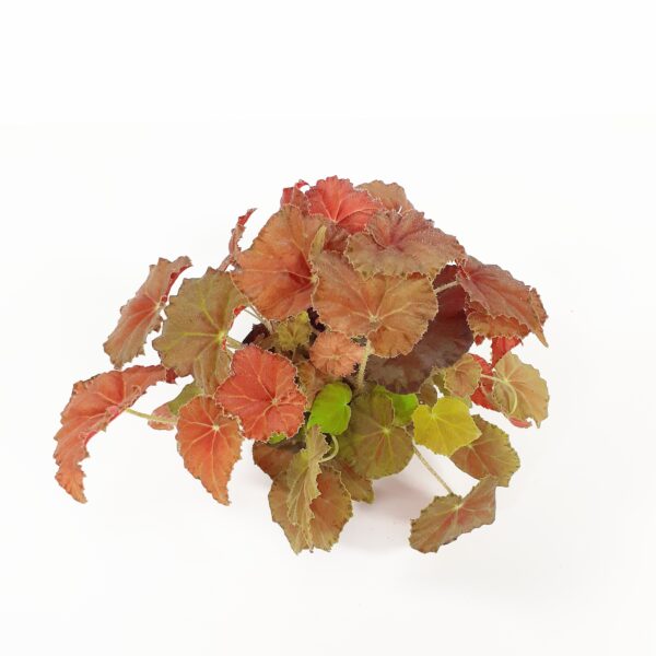 Lehtibegonia 'Amber love' p12