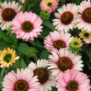 Kaunopunahattu 'Sunseekers Blush'; At,3L,Ul