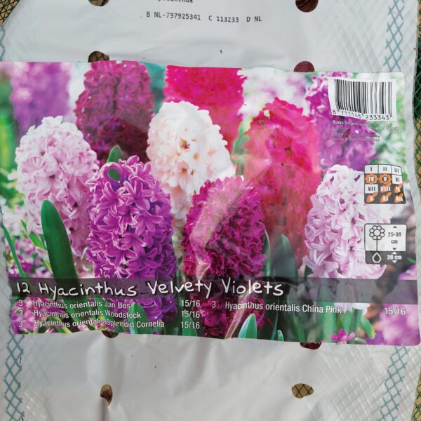 Hyasintti Velvety Violets 12 kpl