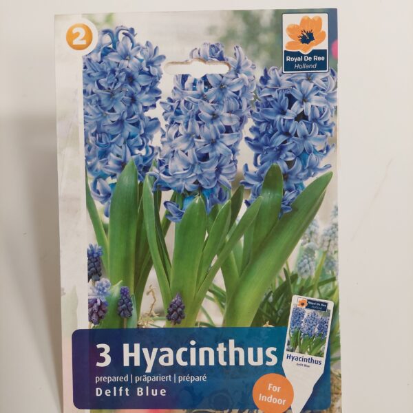 Hyasintti preparoitu 'Delft Blue' 3 kpl