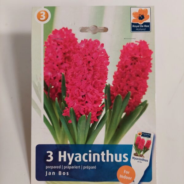 Hyasintti preparoitu 'Jan Boss' 3 kpl