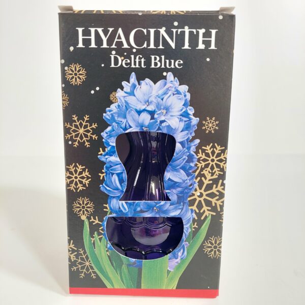 Hyasintti 'Delft Blue' lasissa