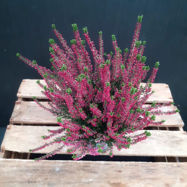 Calluna Beauty Ladies p12 - Image 2