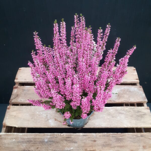 Calluna Beauty Ladies p12 - Image 3