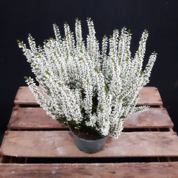 Calluna Beauty Ladies p12 - Image 4