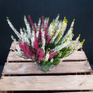 Calluna Beauty Ladies Trio p12