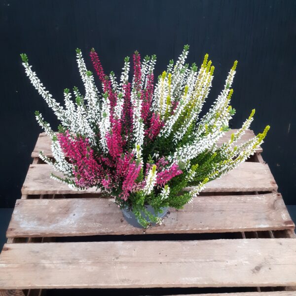 Calluna Beauty Ladies Trio p12