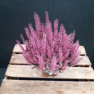Calluna Garden Girls p13