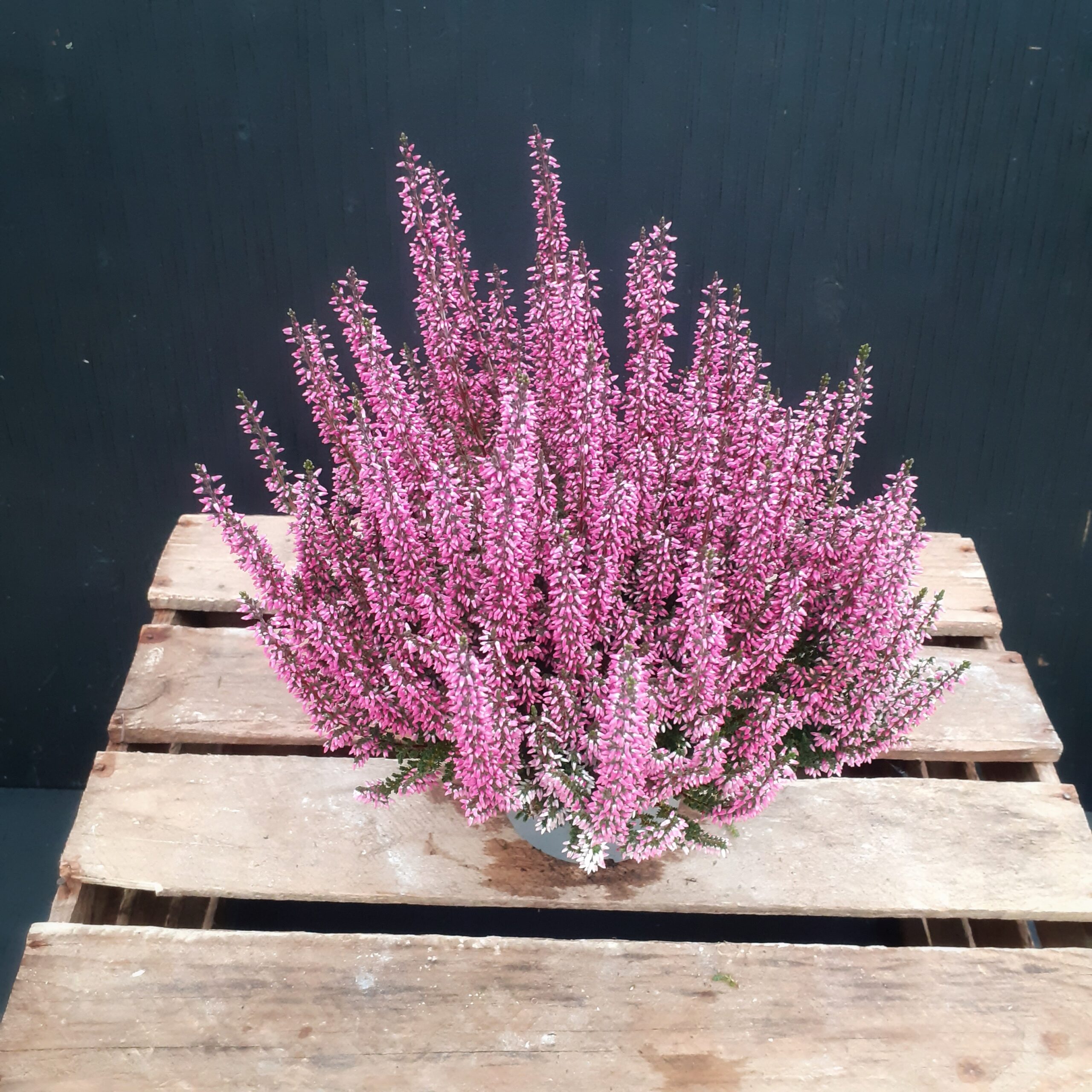 Calluna Garden Girls p13
