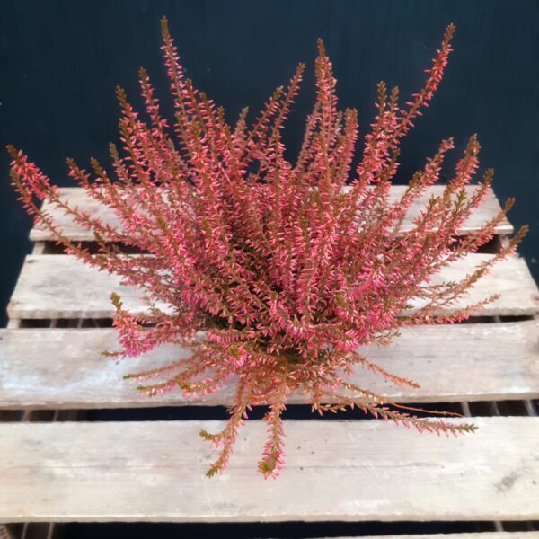 Calluna värjätty p11 - Image 6