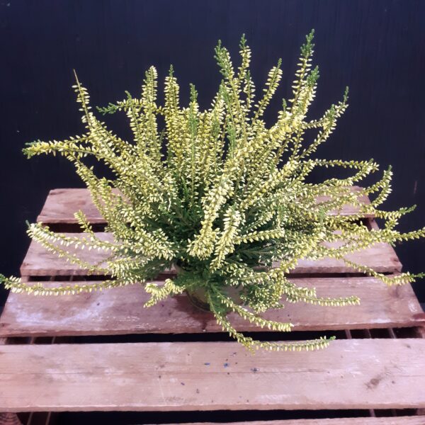 Calluna värjätty p11 - Image 3