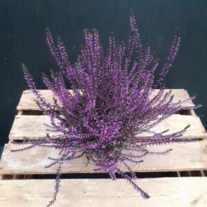 Calluna värjätty p11