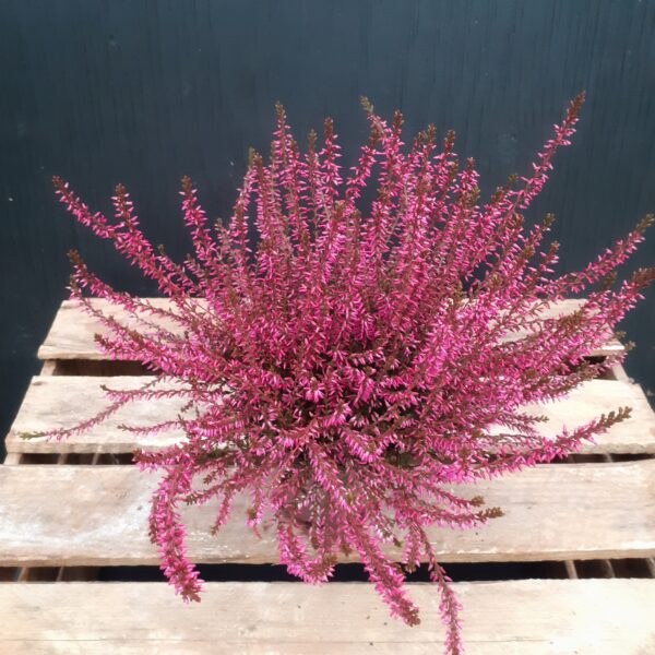 Calluna värjätty p11 - Image 4