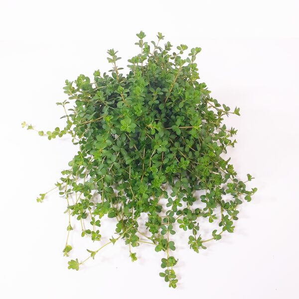 Muorinkukka 'Deppeana' p11