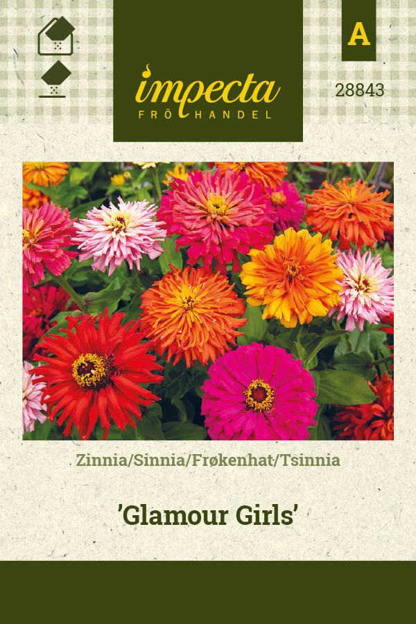 Tsinnia 'Glamour Girls'