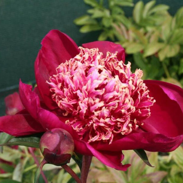 Kiinanpioni 'Nippon Beauty'; At, 2L