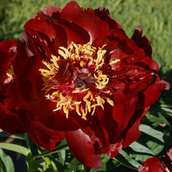 Pioni 'Buckeye Belle'; At, 2L