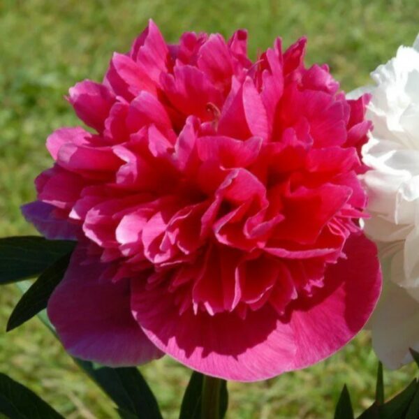 Tarhapioni 'Rosea Plena'; At, 2L