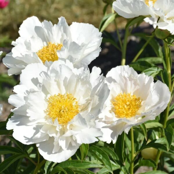 Kiinanpioni 'White Wings'; At, 2L
